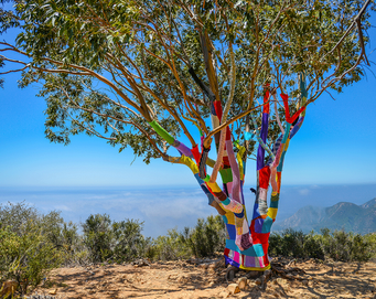 Yarnbombers Hiking Guide Yarnbombed Tree Cold Spring Trail